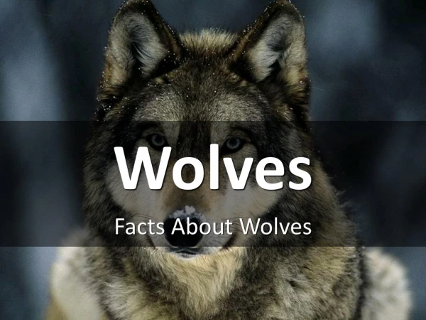 Facts About Wolves