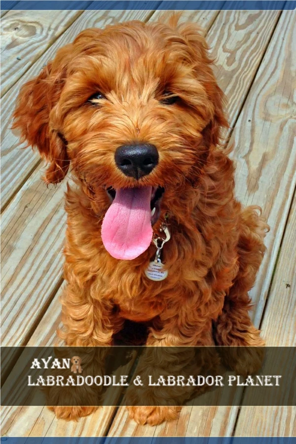 Labradoodle Puppies for Sale - Ayan Labradoodle Planet