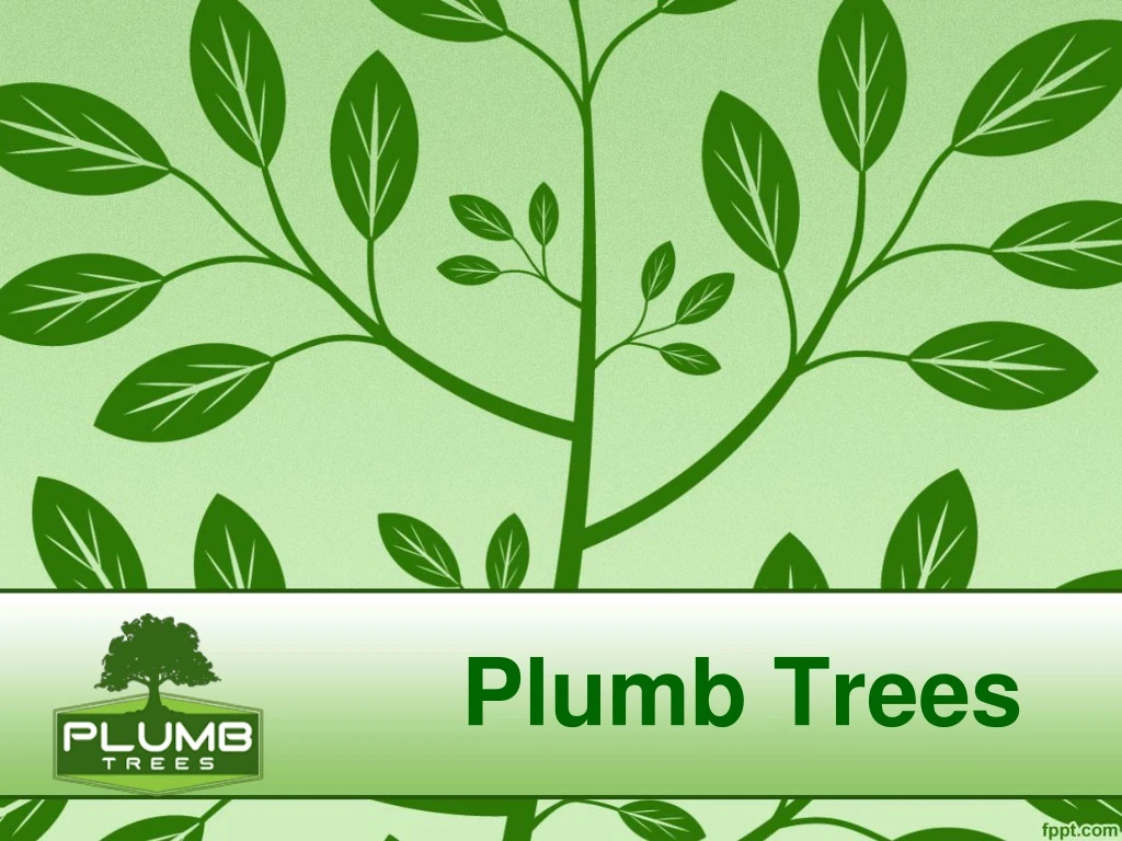 plumb trees