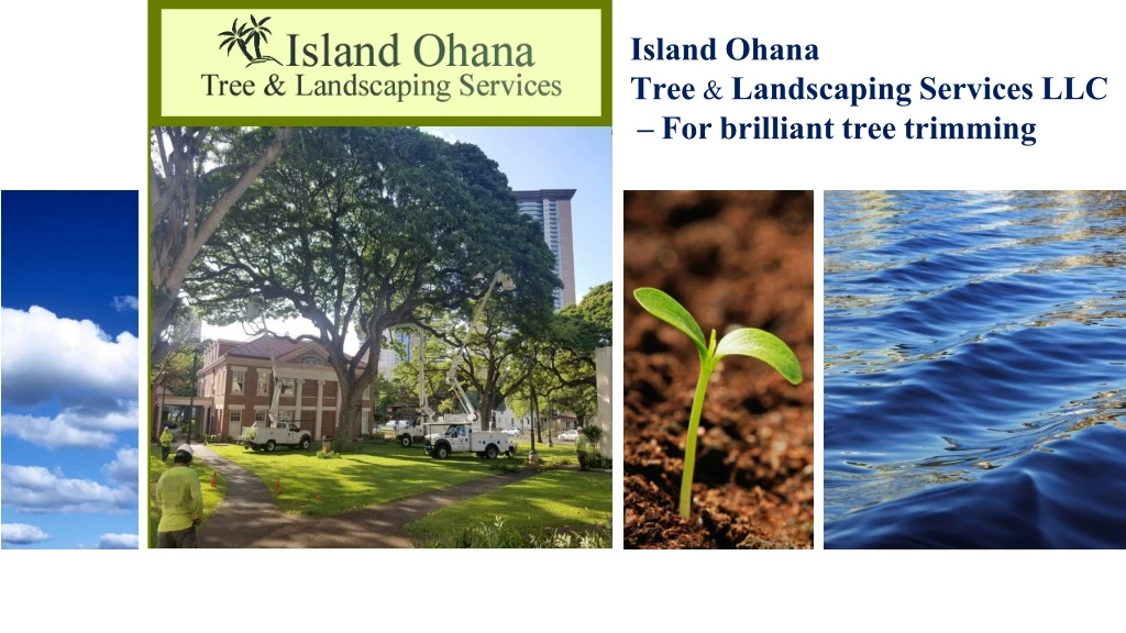 island ohana tree landscaping services