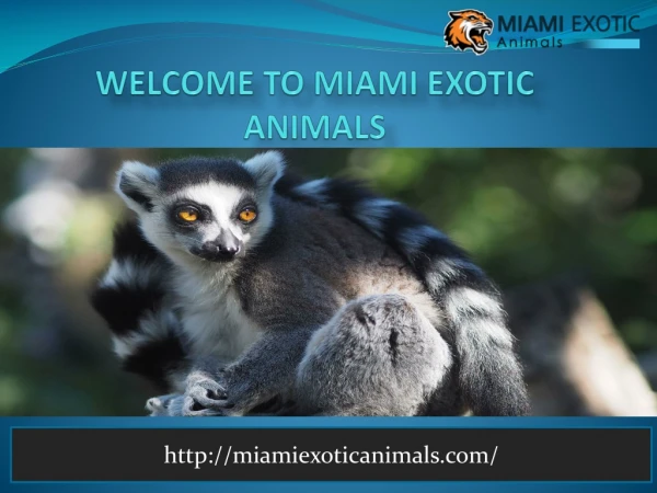 Exoticanimals-Exotic Animal Rental in Florida