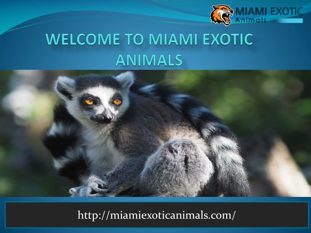 welcome to miami exotic animals