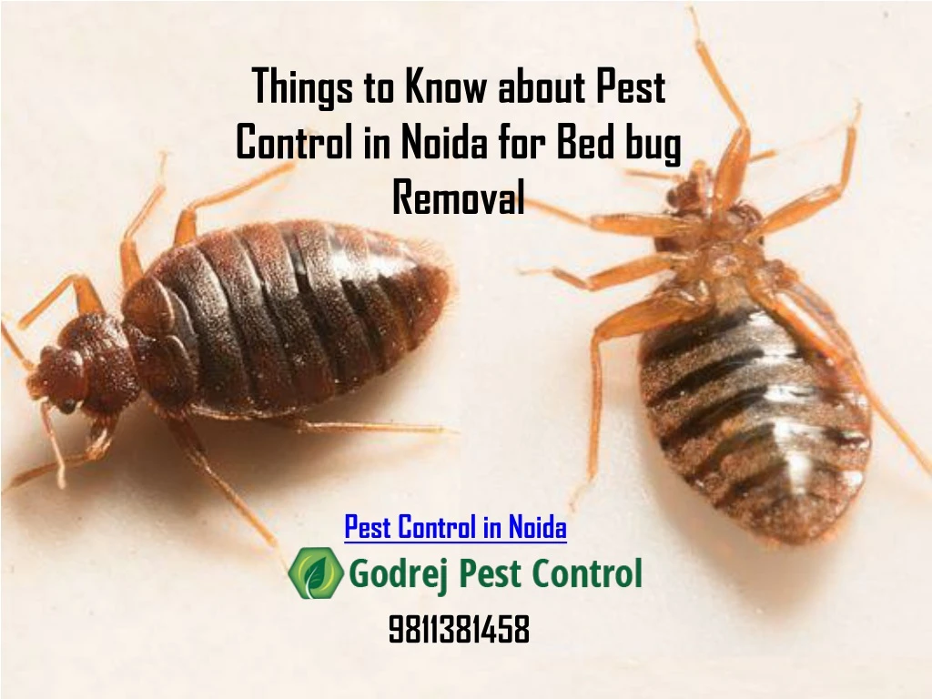 things to know about pest control in noida