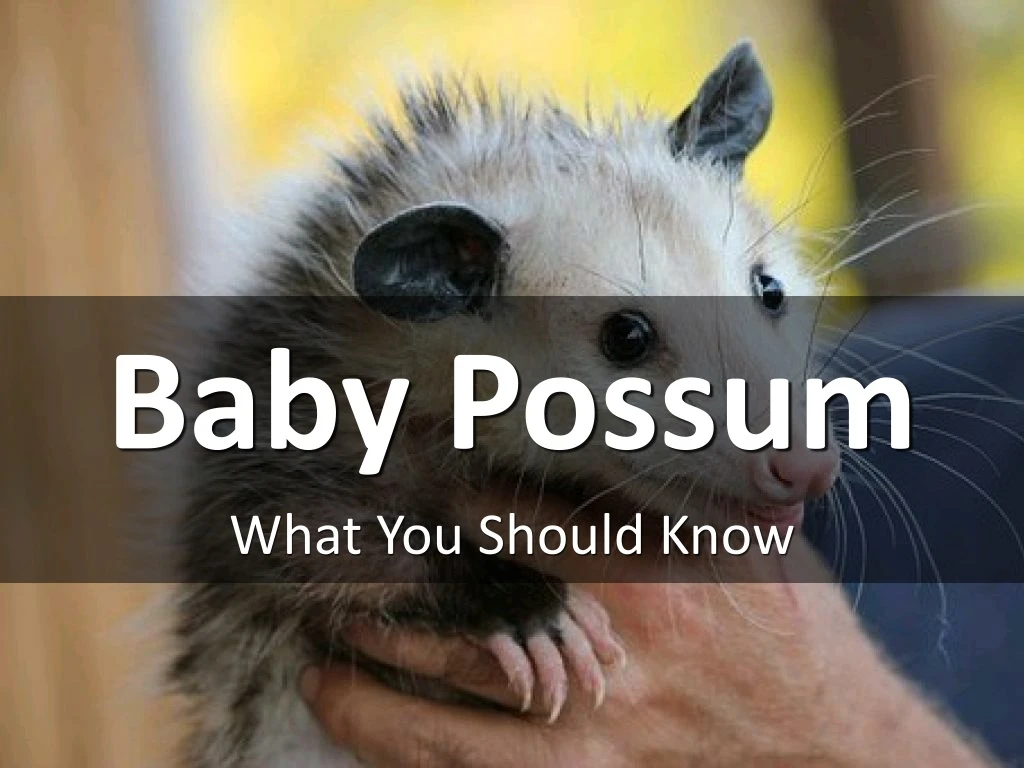 baby possum