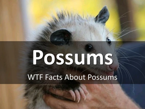 Possum Facts