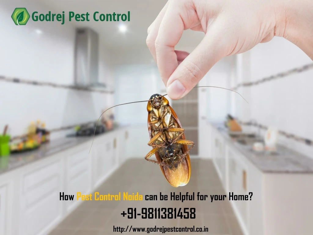how pest control noida can be helpful for your