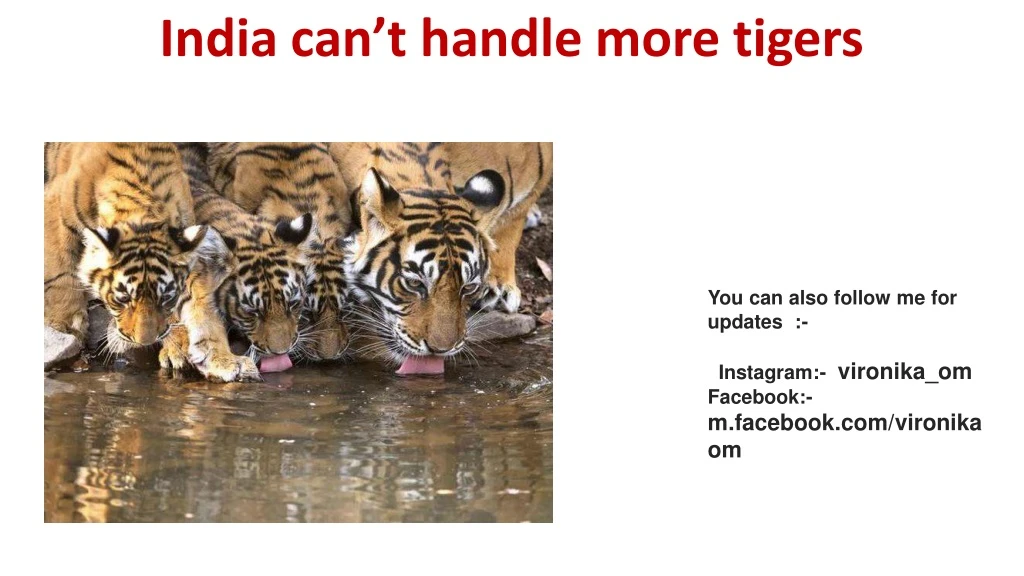 india can t handle more tigers