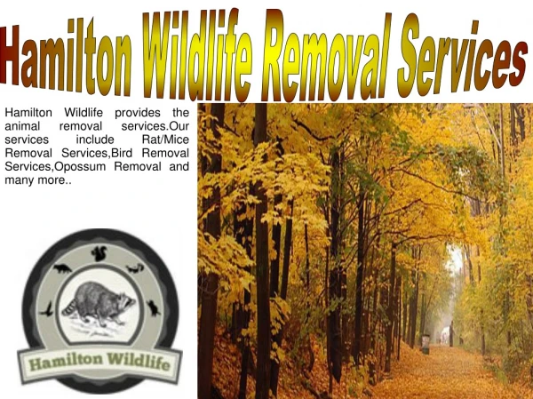 Wildlife Removal Welland