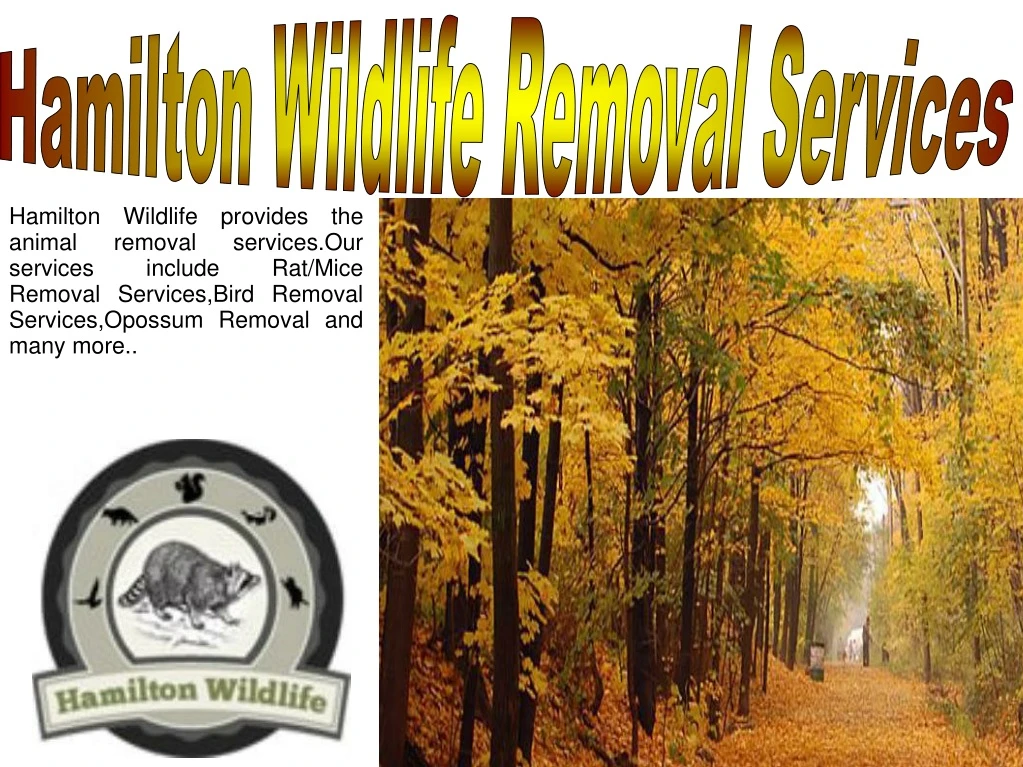hamilton wildlife removal services