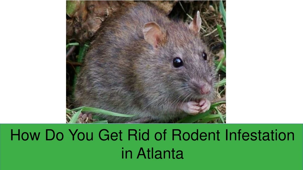 how do you get rid of rodent infestation