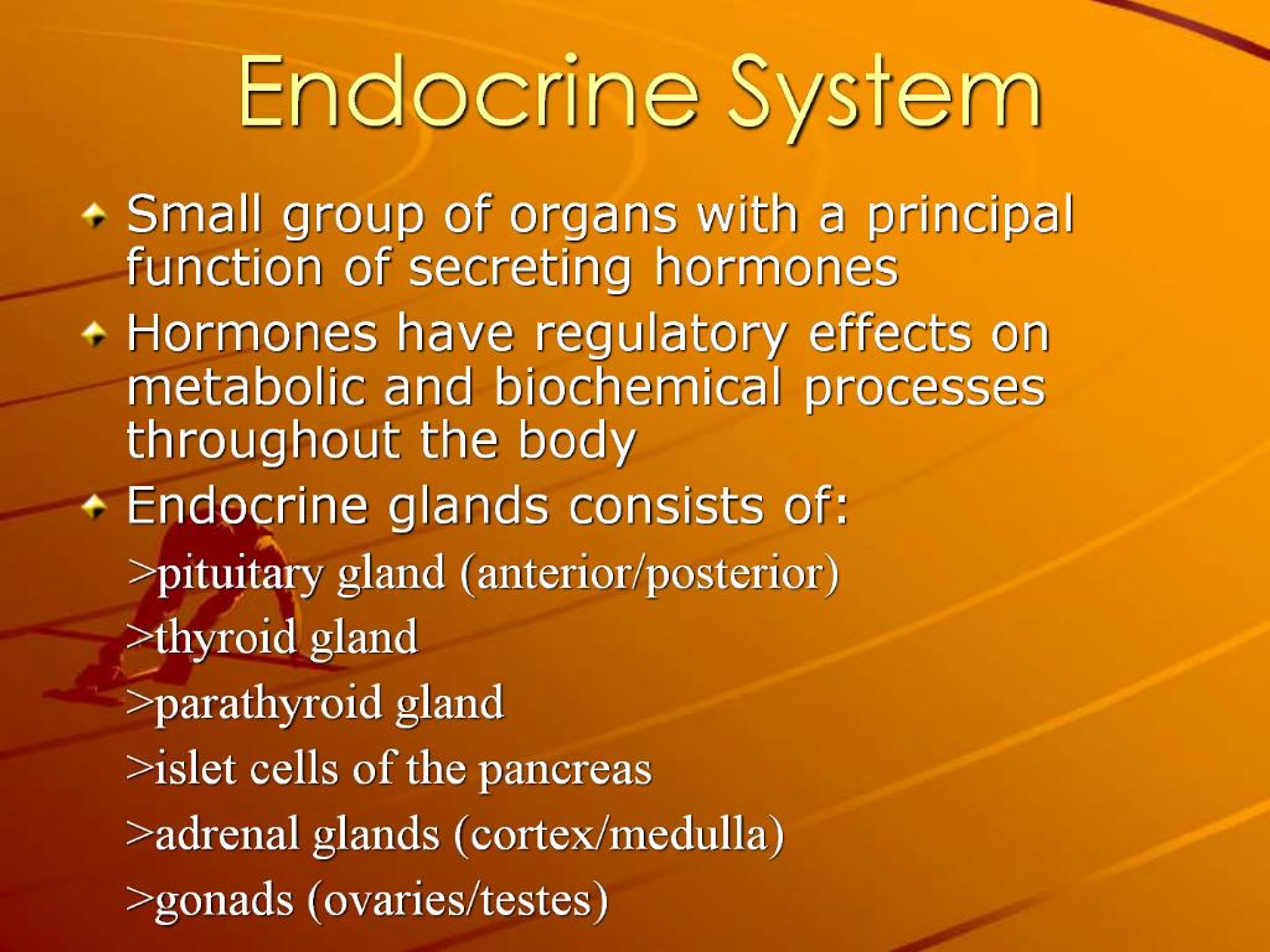 PPT - Endocrine System PowerPoint Presentation, free download - ID:818675