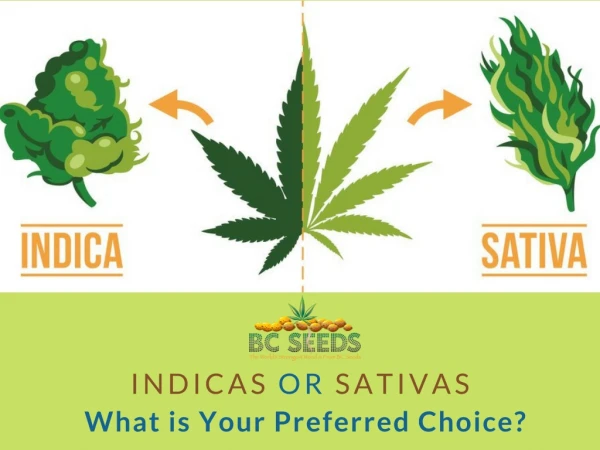 Know The Difference Between Sativa & Indica