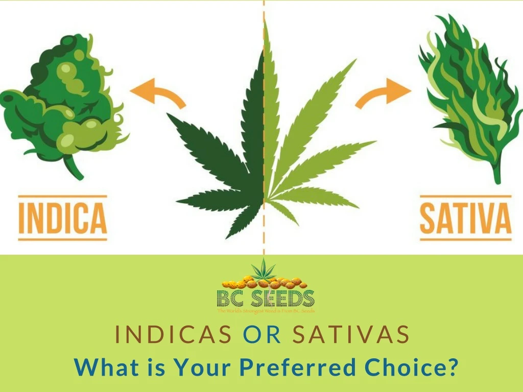 indicas or sativas what is your preferred choice