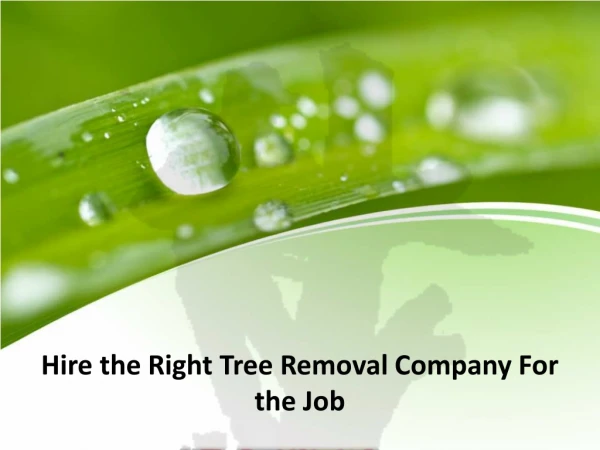 Hire the Right Tree Removal Company For the Job
