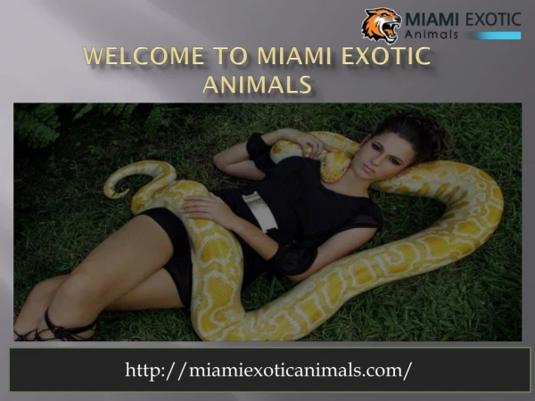 Exoticanimals-animal show for parties