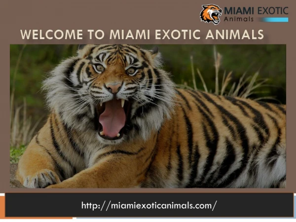 Exoticanimals-Rent Exotic Wild Animals in Florida
