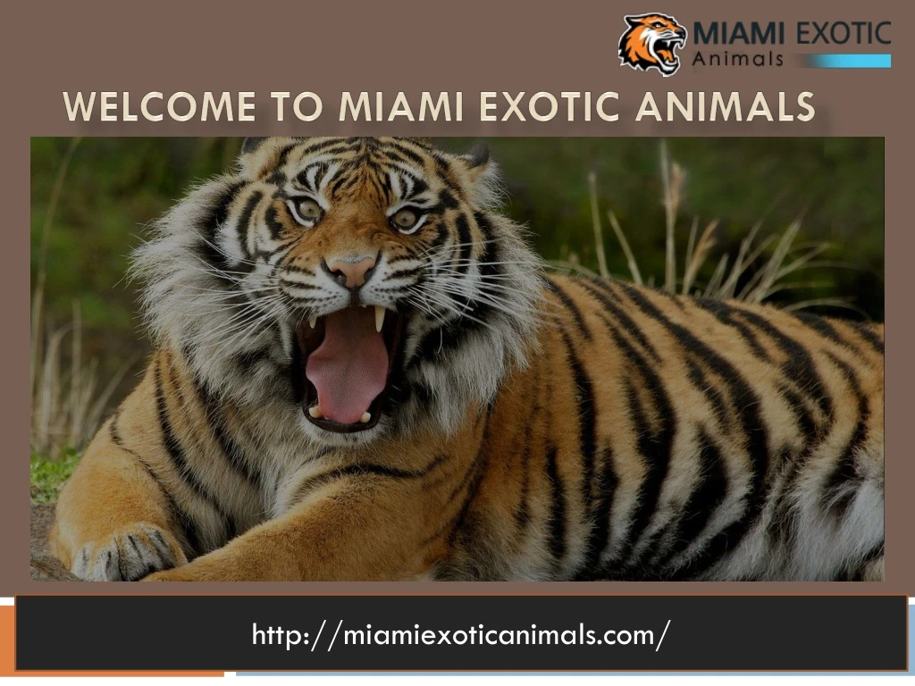 http miamiexoticanimals com