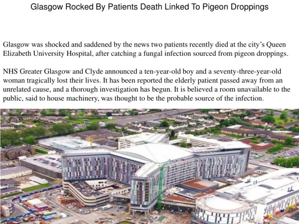 Glasgow Rocked By Patients Death Linked To Pigeon Droppings