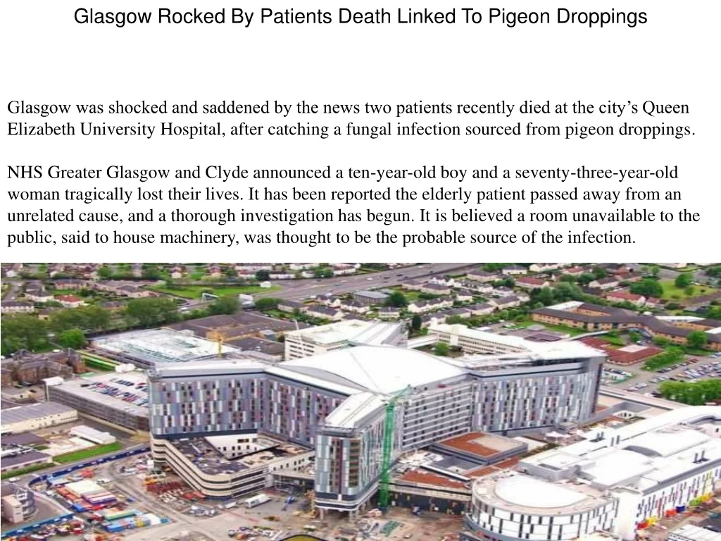 glasgow rocked by patients death linked to pigeon