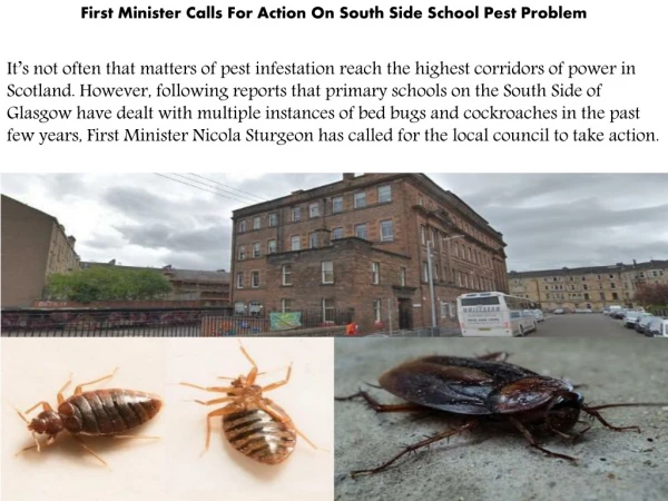 First Minister Calls For Action On South Side School Pest Problem