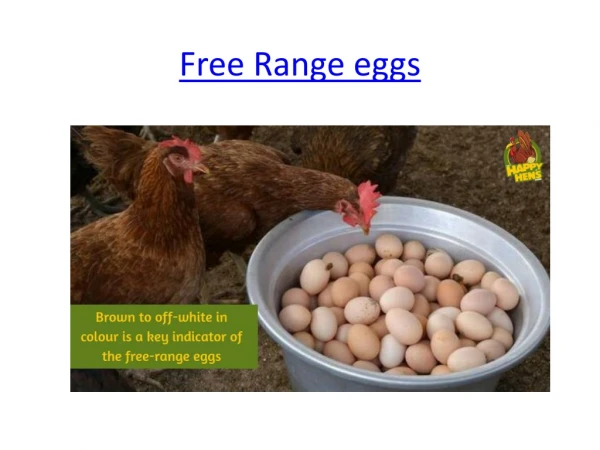 Free Range Eggs | Omega 3 | Organic Eggs| Pasture Raised Egg