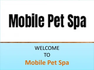 Home Service Dog Grooming - slide 1