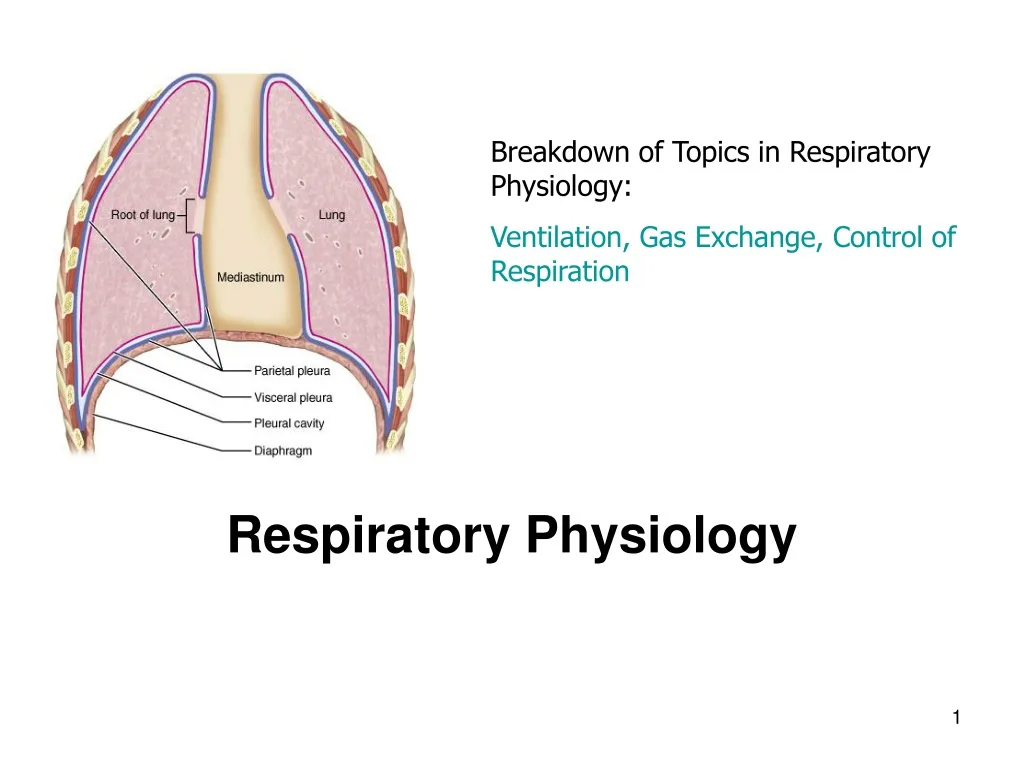 breakdown of topics in respiratory physiology