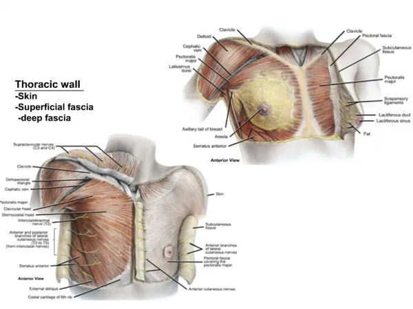 Thoracic wall -Skin -Superficial fascia -deep fascia