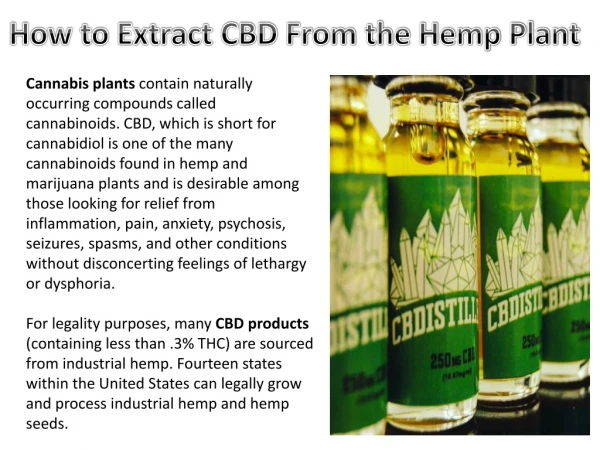 How to Extract CBD Olive Oil from Hemp Plant