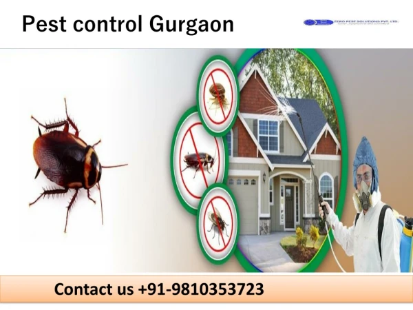 Dial 91-9810353723 | Pest control Gurgaon