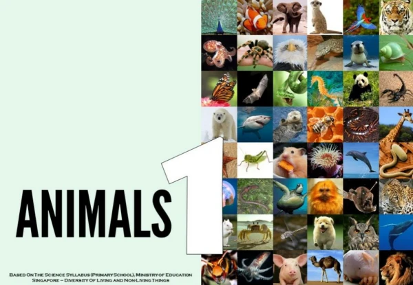 Science - All About Animals