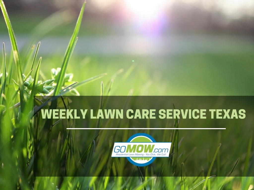 weekly lawn care service texas