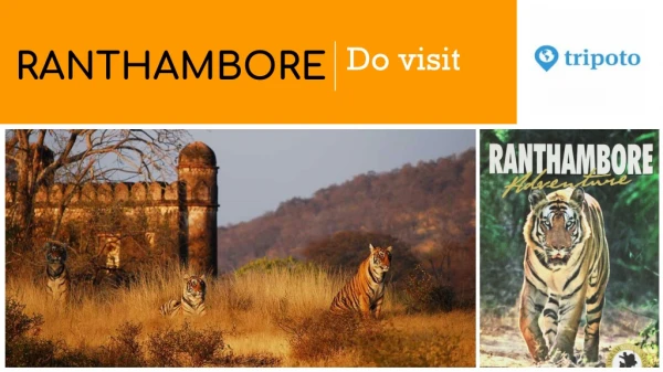 Ranthambhore Tour Package | Tripoto.com