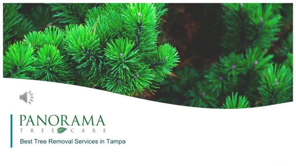 Tree Removal Services in Tampa - Panorama Tree Care