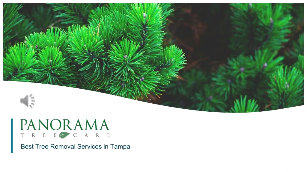 best tree removal services in tampa