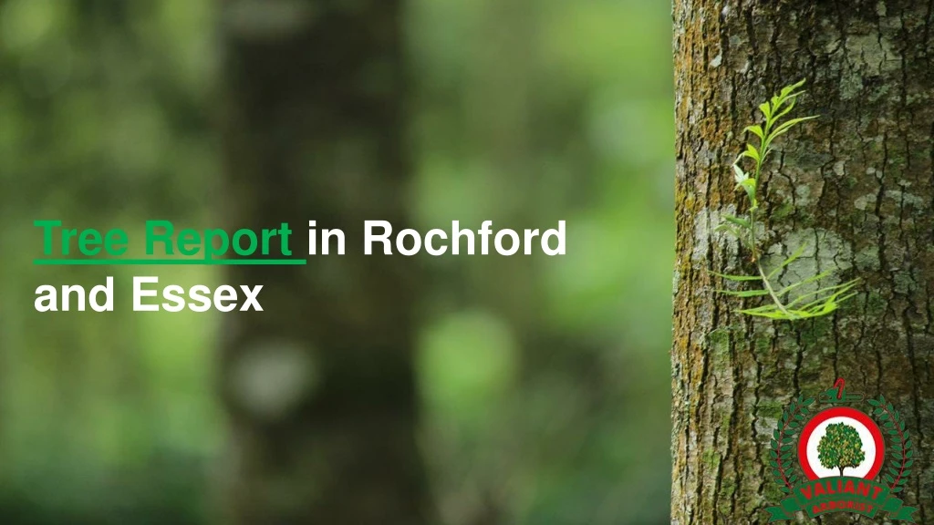 tree report in rochford and essex
