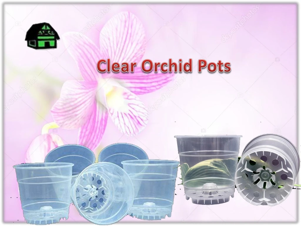 clear orchid pots