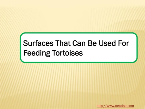 Surfaces That Can Be Used For Feeding Tortoises