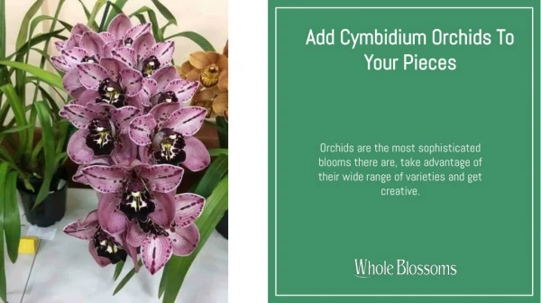 Splendid Wholesale Cymbidium Orchids at Best Price