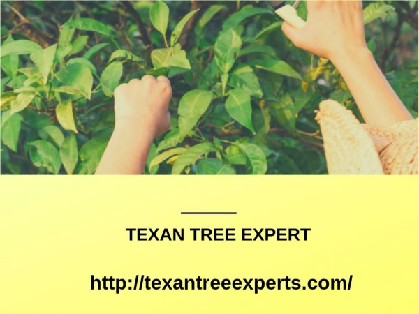 Tree trimming texas