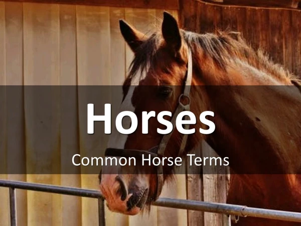 Common Horse Terms
