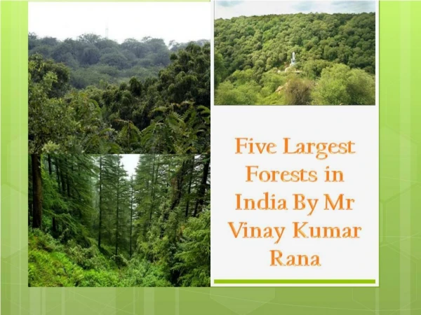 Five Largest Forests in India By Mr Vinay Kumar Rana