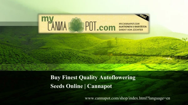 Buy Finest Quality Autoflowering Seeds Online | Cannapot