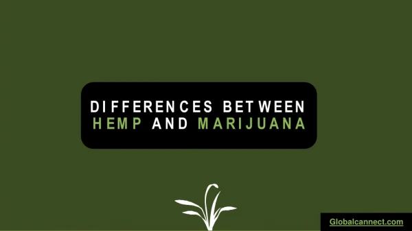 10 Important Key Differences between Hemp and Marijuana