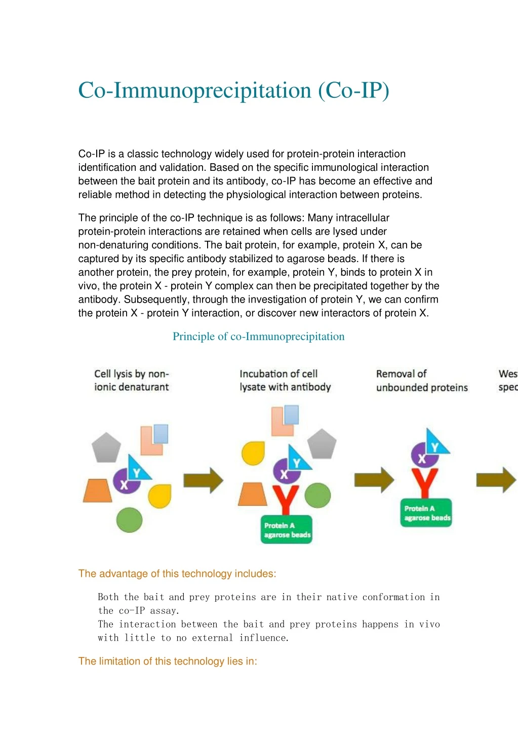 co immunoprecipitation co ip