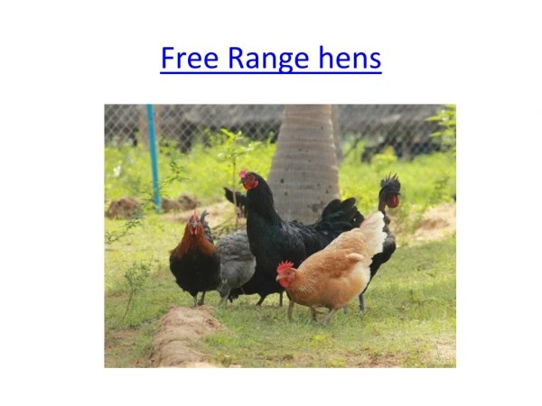 Free Range hens - Happy hens