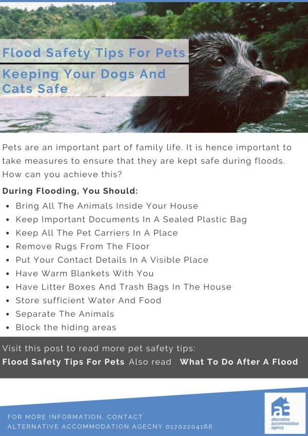 Flood Safety Tips For Pets