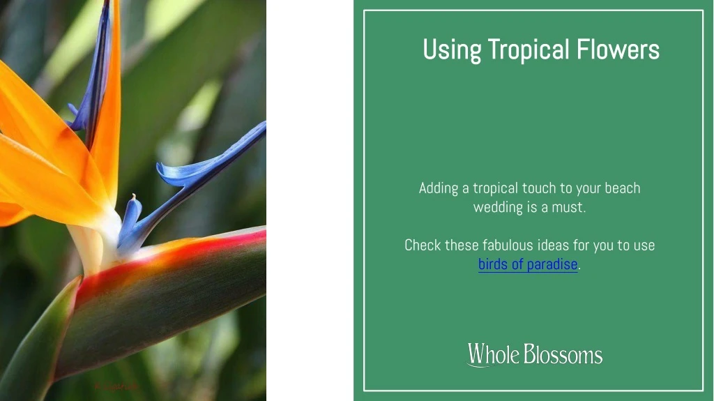 using tropical flowers