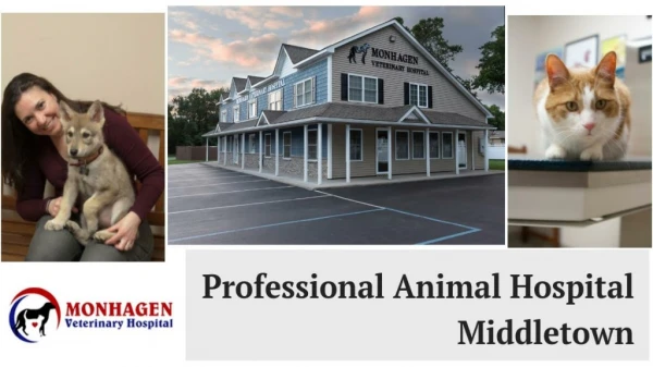 Professional Animal Hospital Middletown