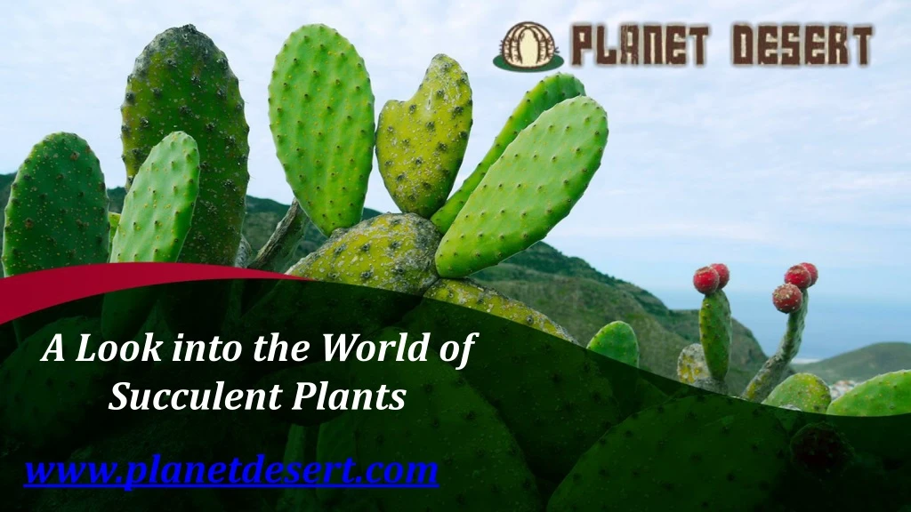 a look into the world of succulent plants